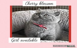 British Shorthair cats for sale: 🌸 Champion GCCF British Shorthair’s 🌸 - Image 8