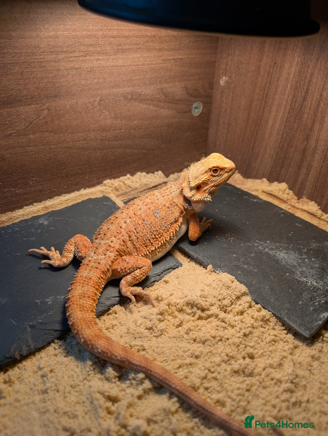 Bearded Dragon reptiles for sale: Baby bearded dragon with 4ft set up - Image 2