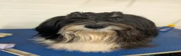 Havanese dogs for stud: Champion Havanese for stud - Advert 1