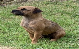 Border Terrier dogs for sale: Champion Bred, For health and temperament  - Image 19