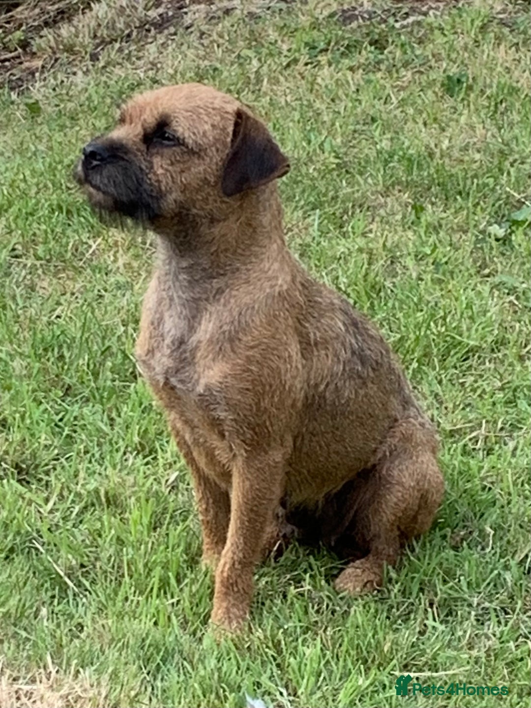 Border Terrier dogs for sale: Champion Bred, For health and temperament  - Image 19