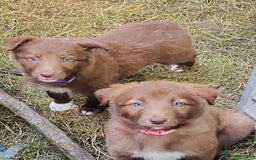 Border Collie dogs for sale: *7 Adorable Border collie pups* - Image 2