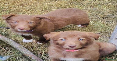 Border Collie dogs - Advert 4