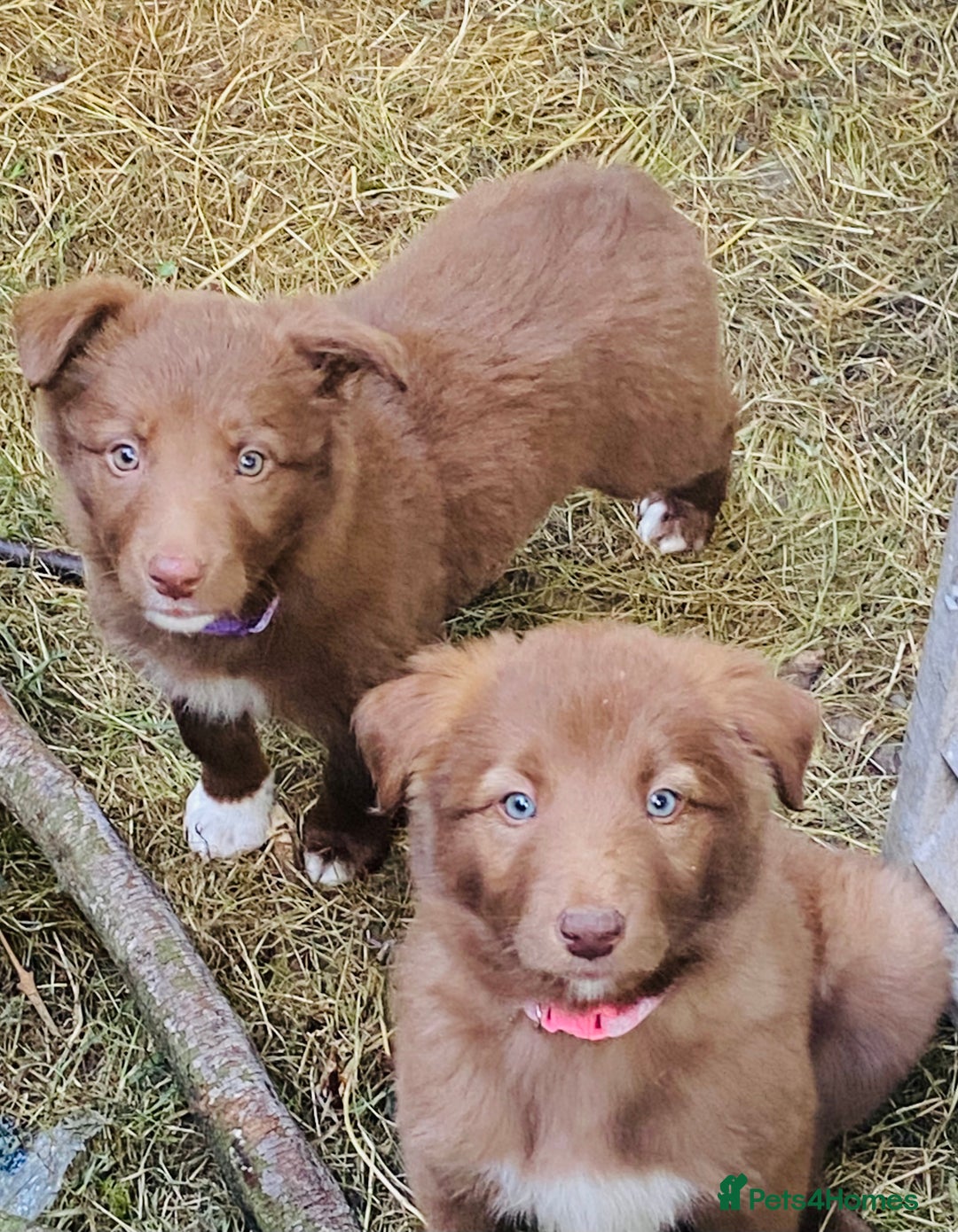 Border Collie dogs for sale: *7 Adorable Border collie pups* - Image 2