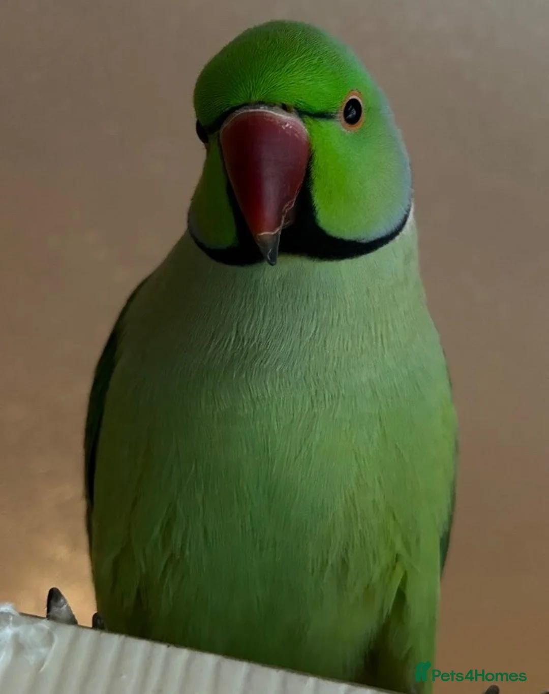 Ringnecks birds for sale: Green Male Indian Ringneck in Rushden - Advert 1