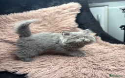 British Shorthair cats for sale: 🐾 GCCF Registered British longhair  Kittens ✨ - Image 1