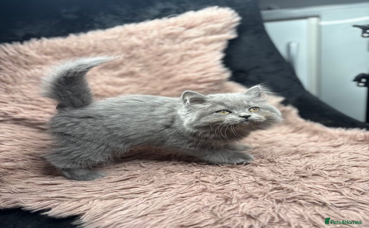 British Shorthair cats - Advert 11