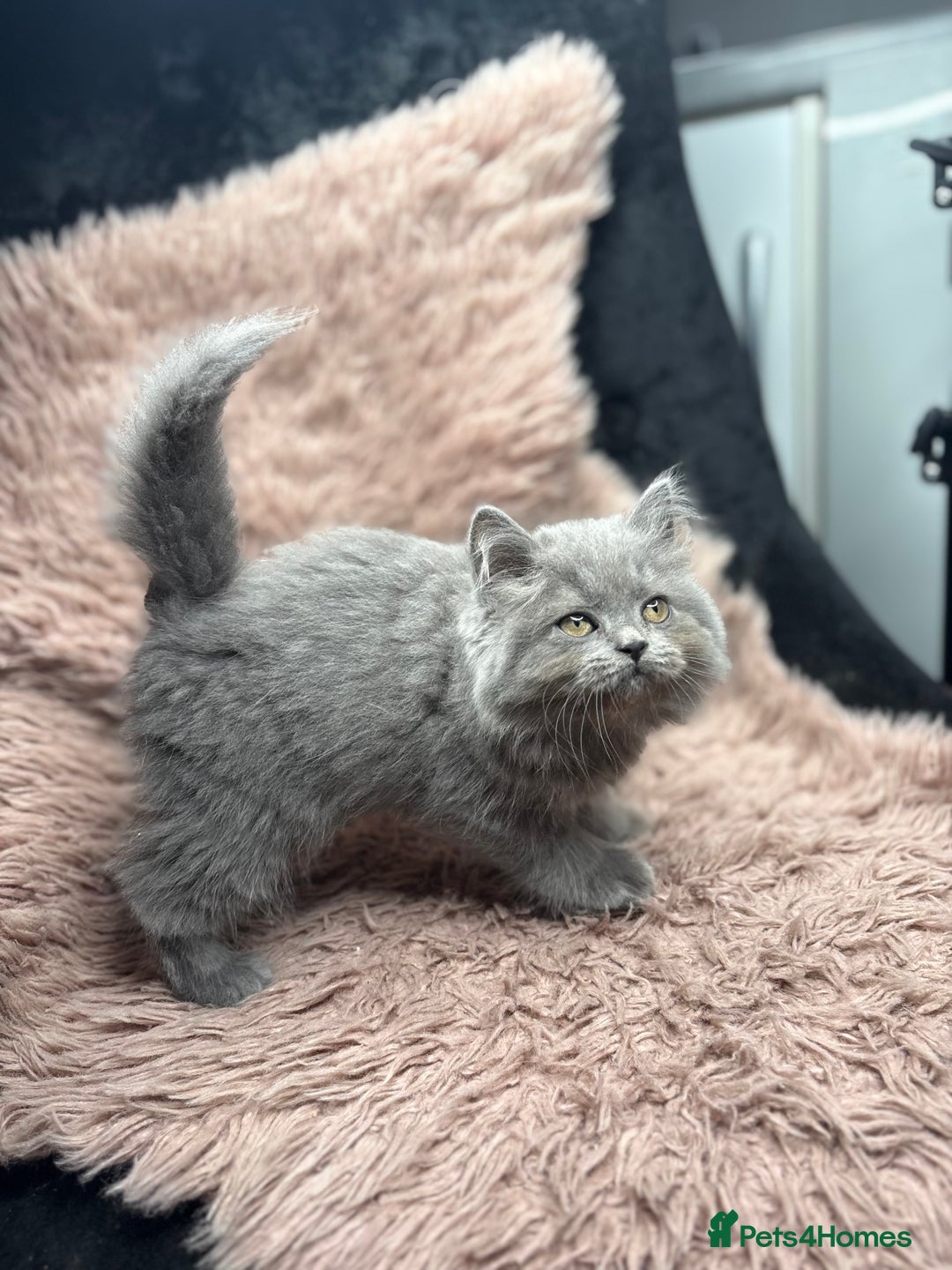 British Shorthair cats for sale: 🐾 GCCF Registered British longhair  Kittens ✨ - Image 1
