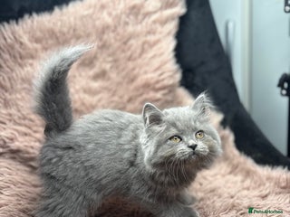 British Shorthair cats - Advert 4