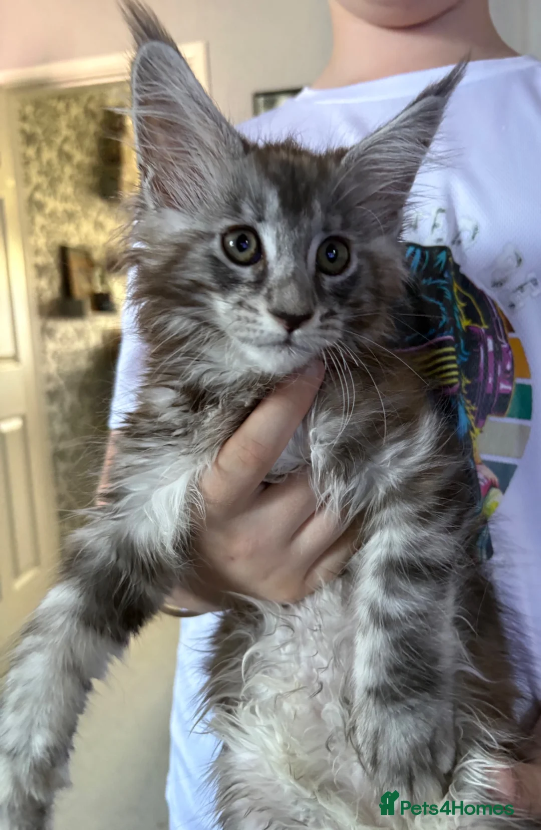 Maine Coon cats for sale: Beauty Maine coon girl ready now  - Advert 1