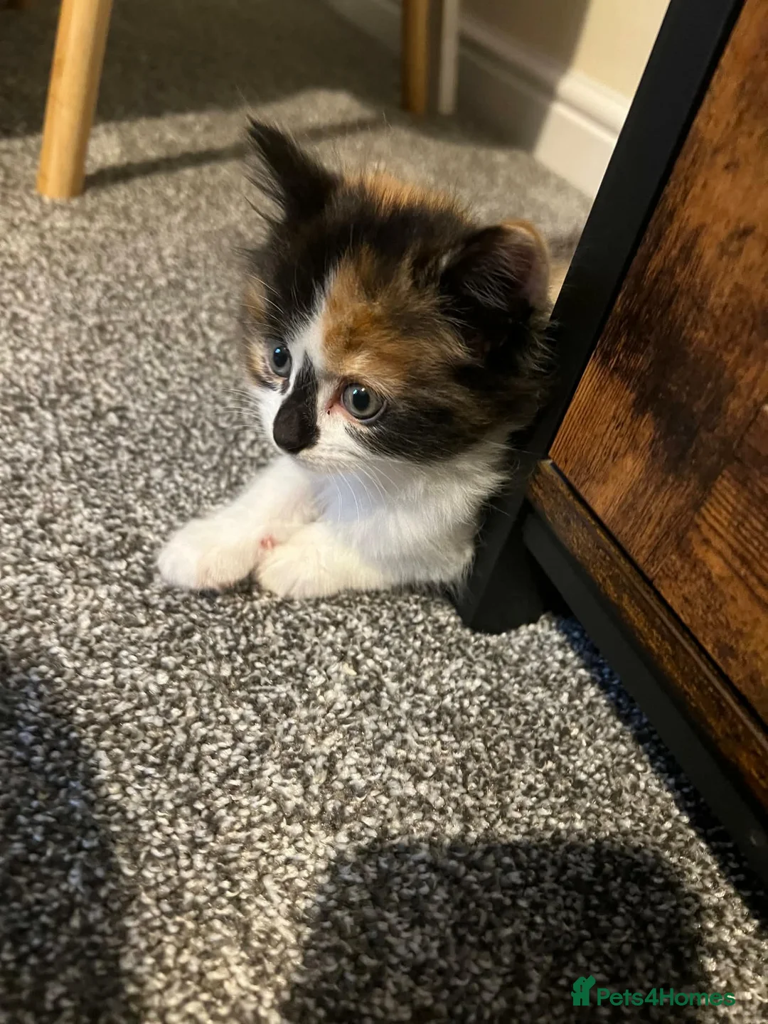 Mixed Breed cats for sale: Female 7 week old kitten  in Brechin - Advert 1