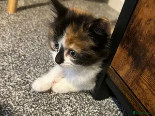 Mixed Breed cats Female 7 week old kitten - Advert 4