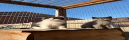British Shorthair cats for sale: Beautiful British Shorthair Male Kittens 🐾 - Advert 10