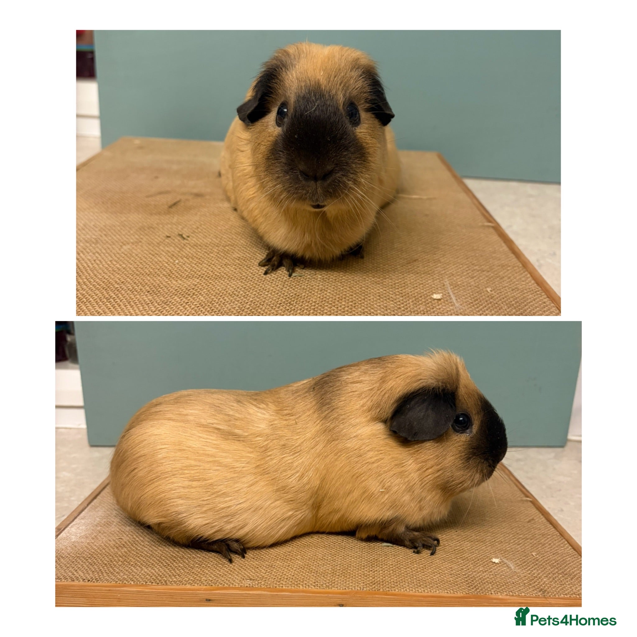 Guinea Pig rodents Californian Females - Advert 2