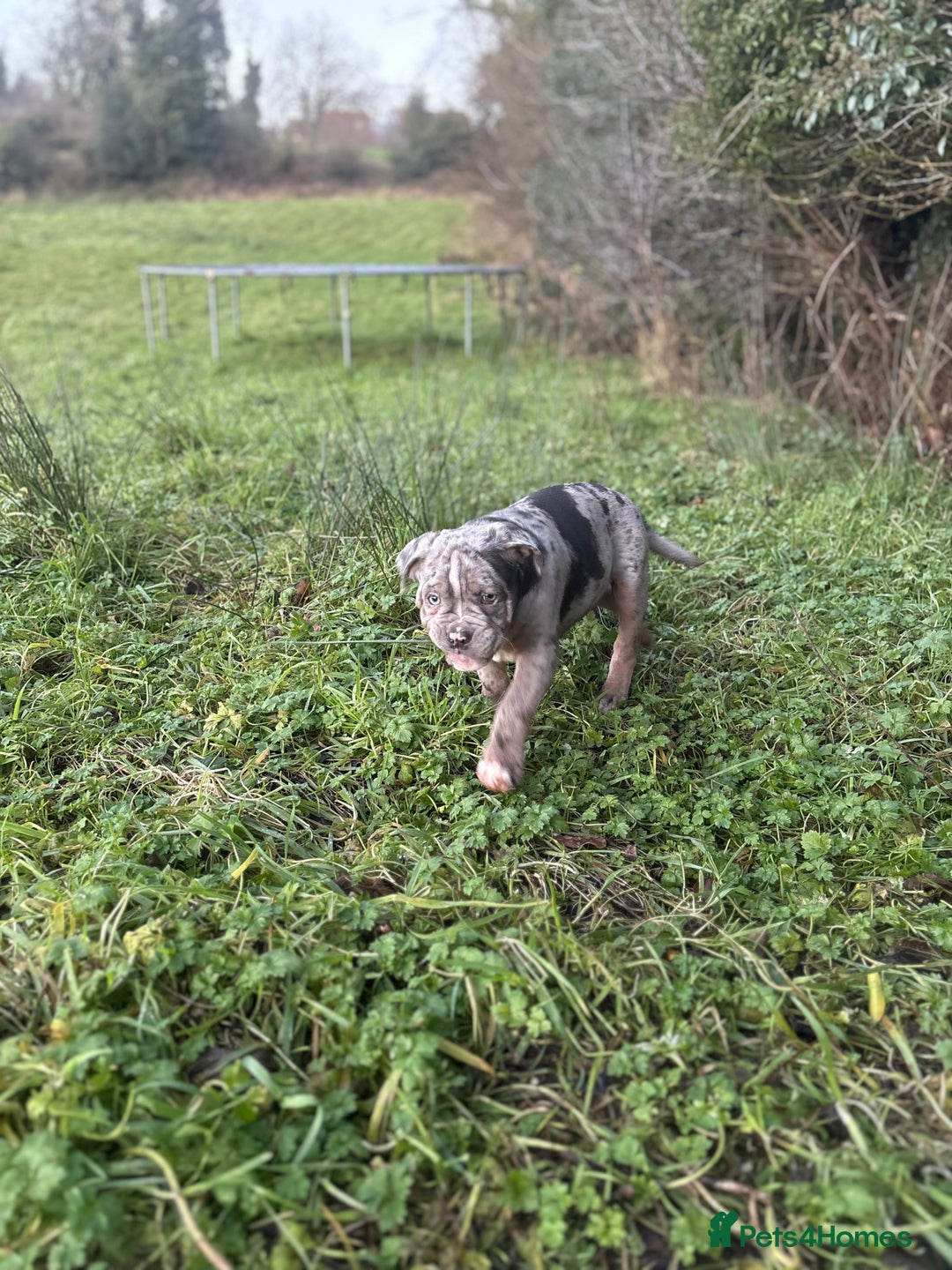 Olde English Bulldogge dogs for sale: 3 male puppy Olde English Bulldogges left - Advert 30