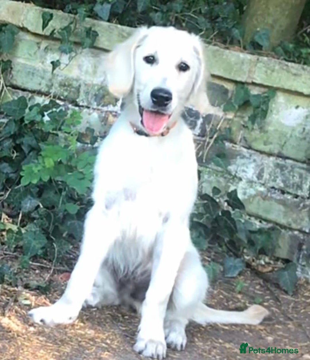 Golden Retriever dogs for sale: Fully vaccinated championline puppies- ready now in London - Image 6