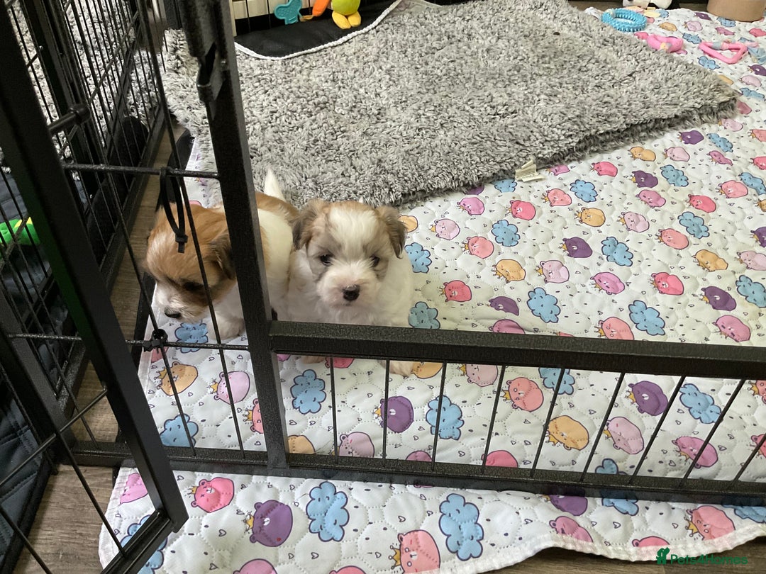 Coton De Tulear dogs for sale: Coton de Tulear Girls - Image 5