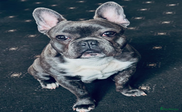 French Bulldog dogs - Advert 1