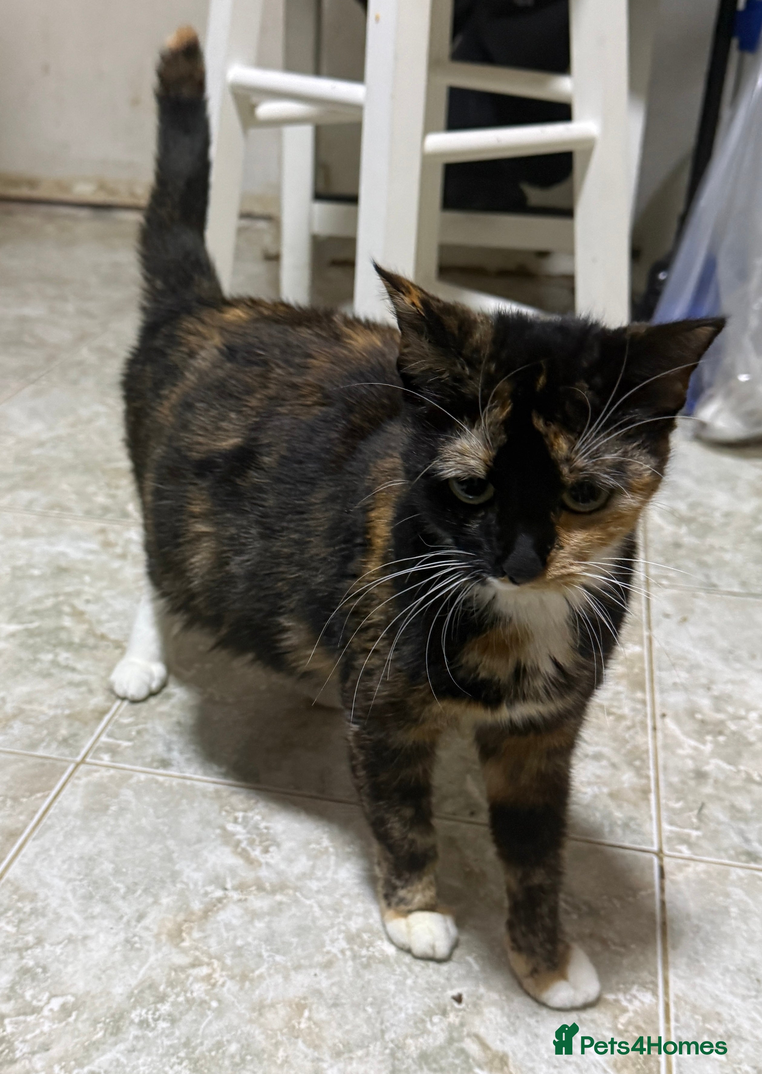 Mixed Breed cats Litter of 6 Kittens - Advert 1