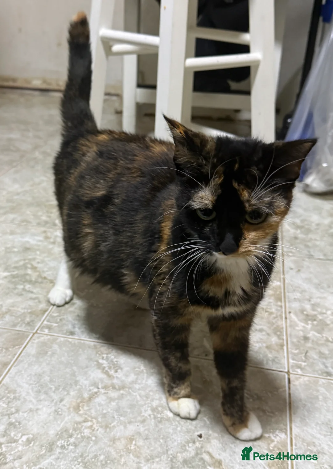 Mixed Breed cats for sale: Litter of 6 Kittens - Advert 1