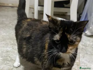 Mixed Breed cats Litter of 6 Kittens - Advert 1