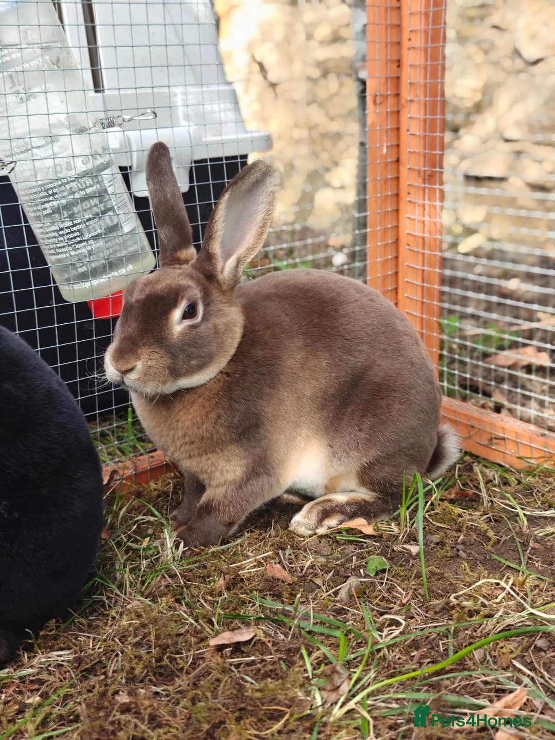 Rex rabbits for sale: Mini Rex Rabbits  - Advert 2