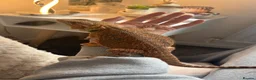 Bearded Dragon reptiles for sale: Bearded dragon for sale (ASAP) + vivarium/without - Advert 2