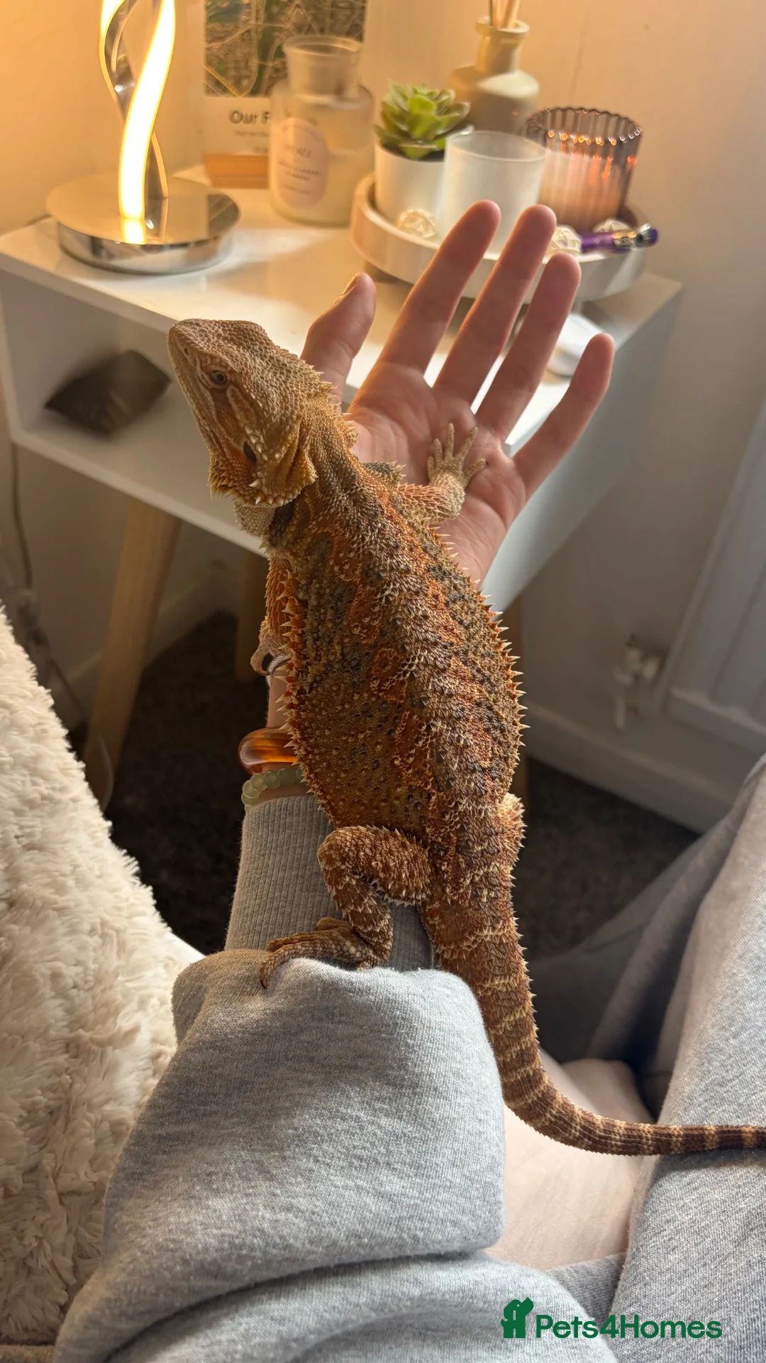 Bearded Dragon reptiles for sale: Bearded dragon for sale (ASAP) + vivarium/without - Advert 2