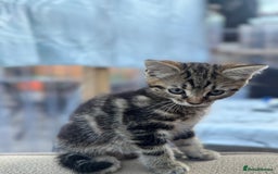 British Longhair cats for sale: British long hair  - Image 9