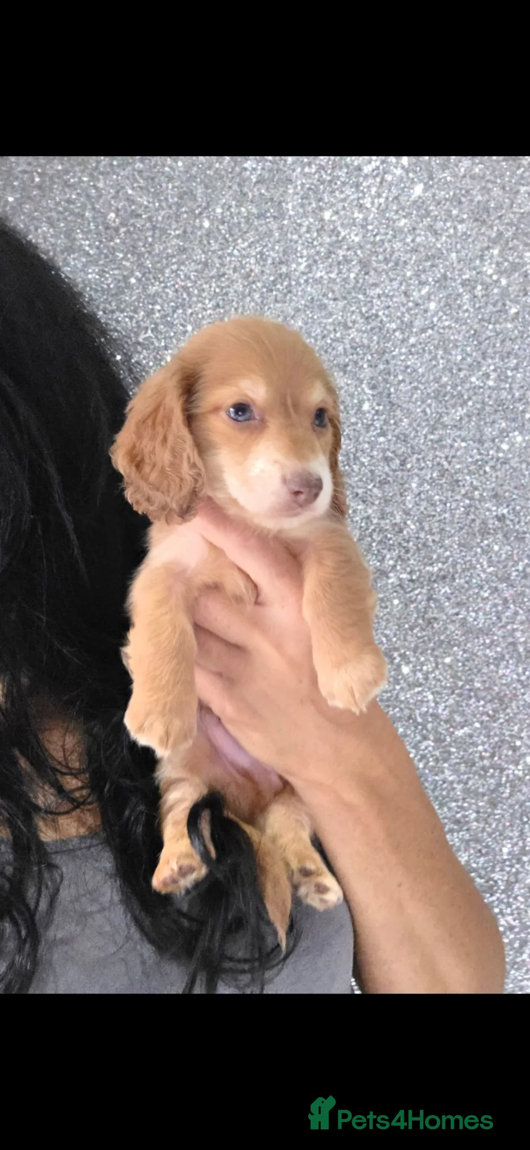 Miniature Dachshund dogs for sale: Cream miniature Dachshund males - Advert 1