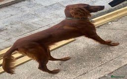 Irish Setter dogs for stud: WELL PROVEN Irish Setter for Stud in Carlisle - Image 3