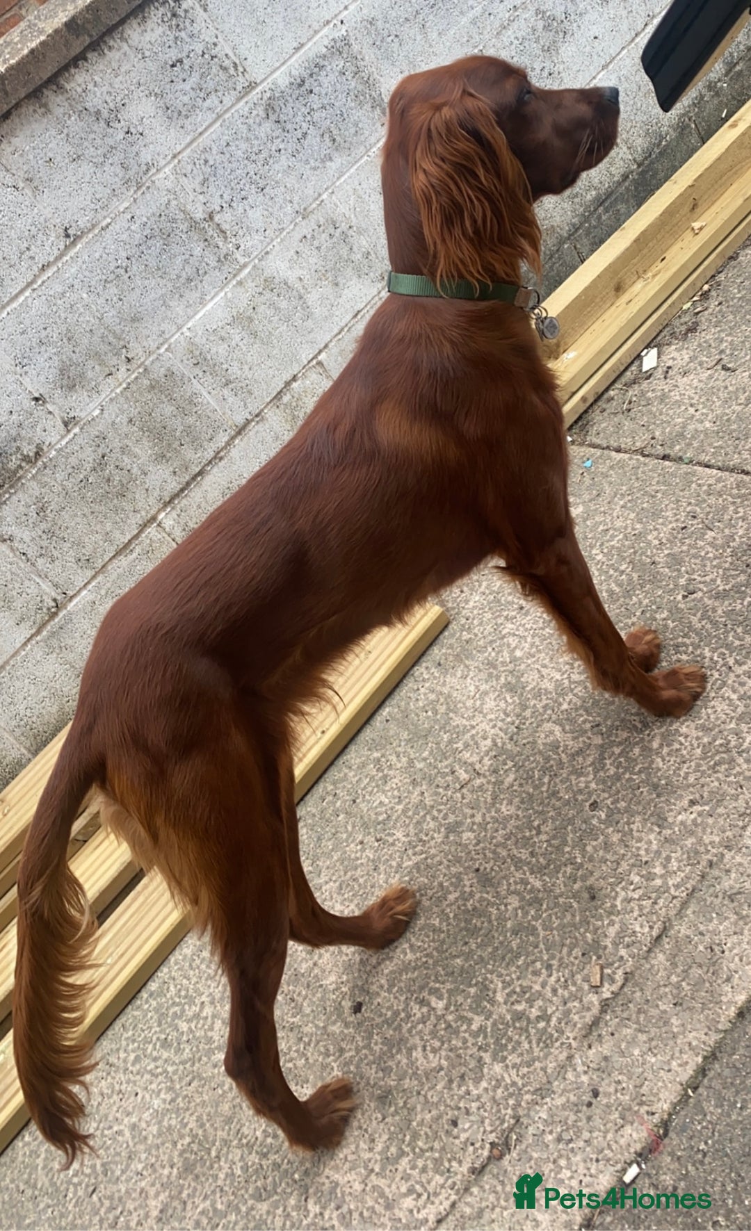 Irish Setter dogs for stud: WELL PROVEN Irish Setter for Stud in Carlisle - Image 3