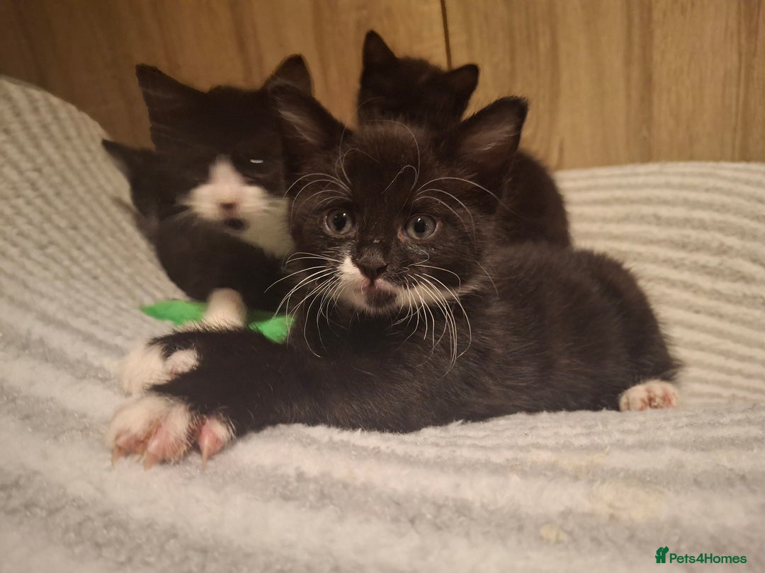 Mixed Breed cats for sale: Beautiful kittens for sale.  - Advert 20