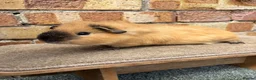 Guinea Pig rodents for sale: Young male guinea pigs ready now - Advert 3