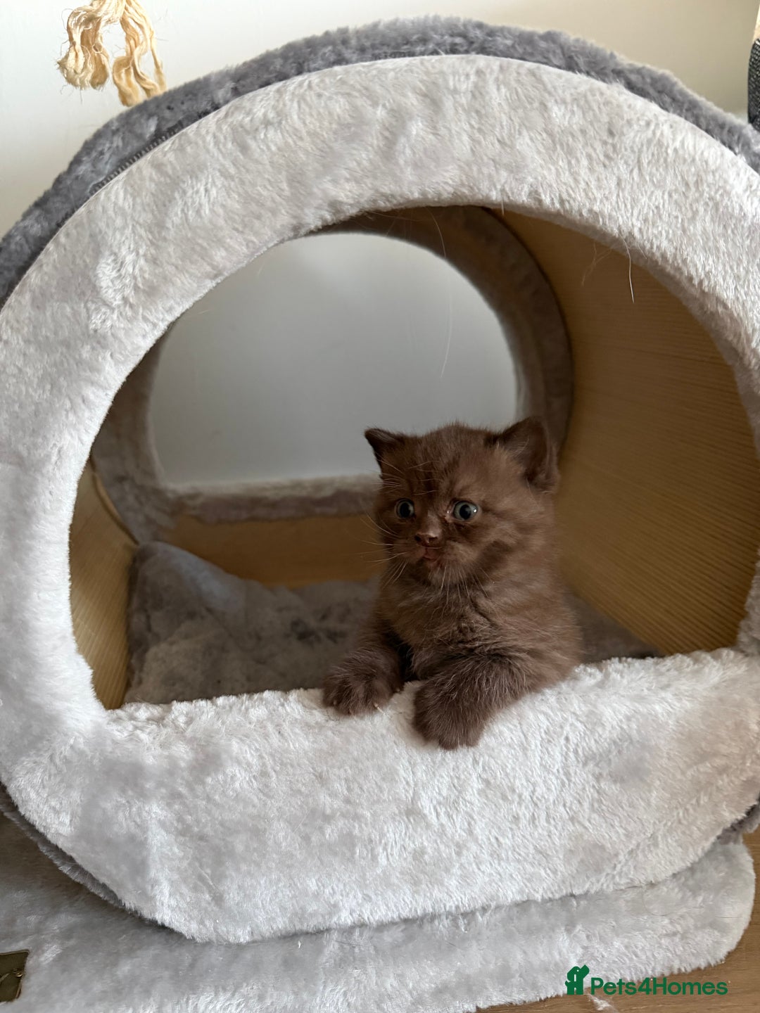 British Shorthair cats for sale: Chocolate British Shorthair Kittens - Advert 21