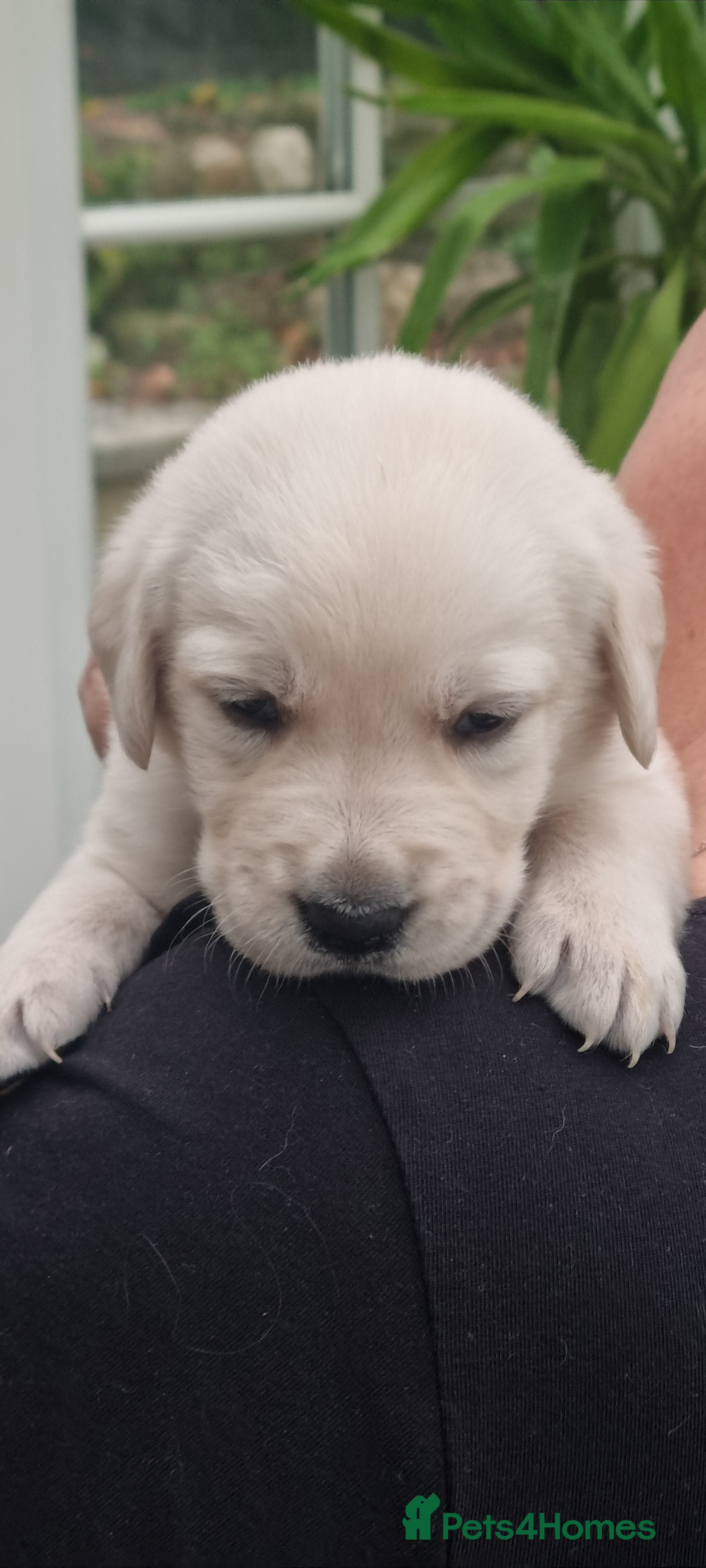 Mixed Breed dogs Double Doodle puppies  - Advert 9