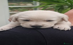 Mixed Breed dogs for sale: Double Doodle puppies  - Image 1