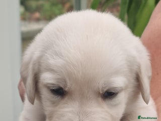 Mixed Breed dogs - Advert 8