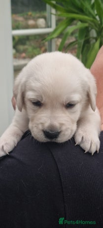 Mixed Breed dogs - Advert 1