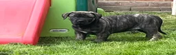 Boerboel dogs for sale: Boerboel puppies - Advert 1