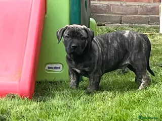 Boerboel dogs Boerboel puppies - Advert 16