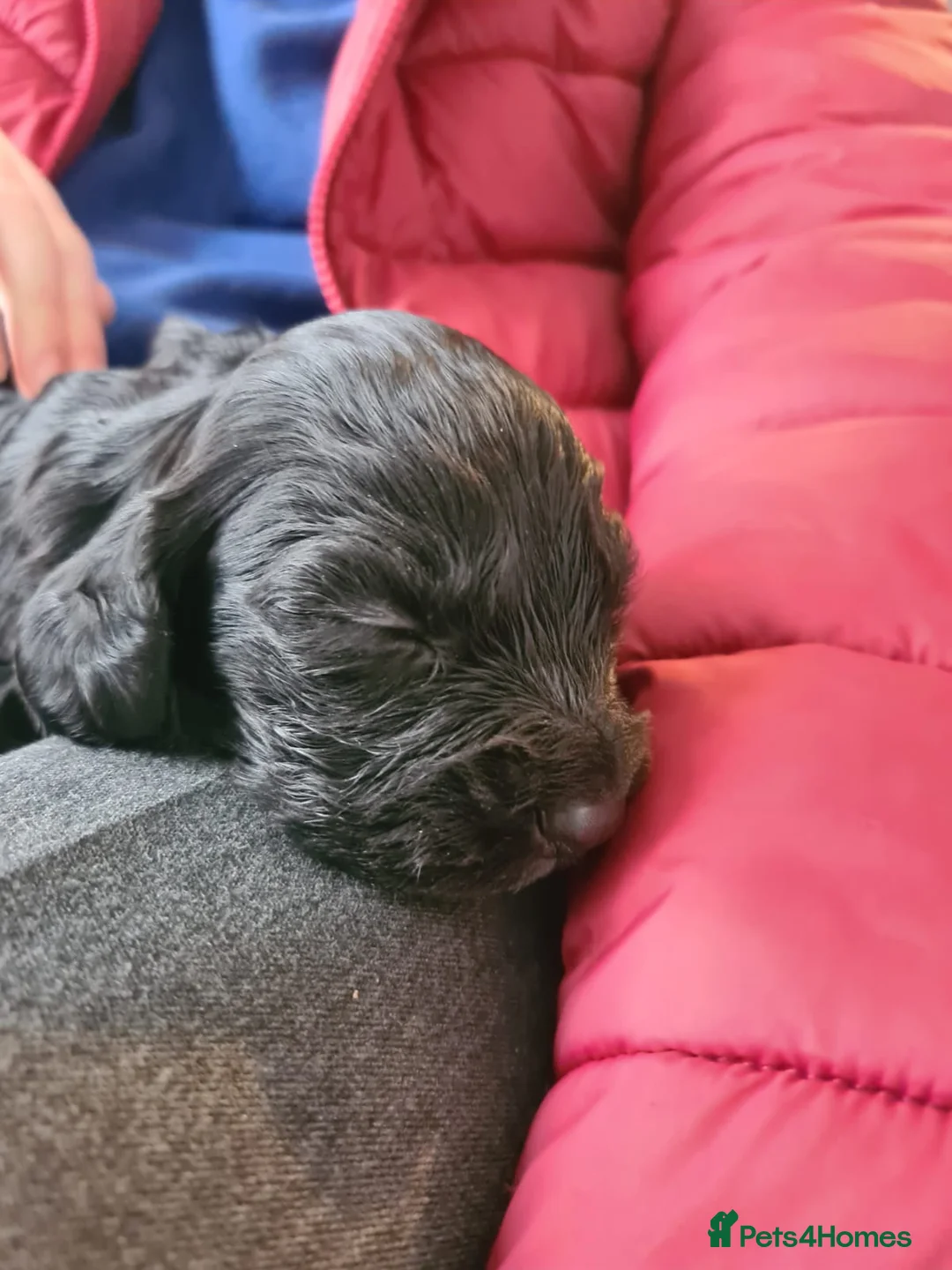 Cocker Spaniel dogs for sale: Beautiful pedigree cocker spaniel puppies  - Advert 7