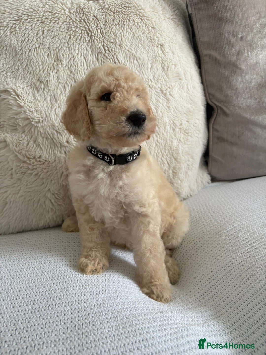 Standard Poodle dogs for sale: Stunning KC Standard Poodle Puppies for sale - Image 4