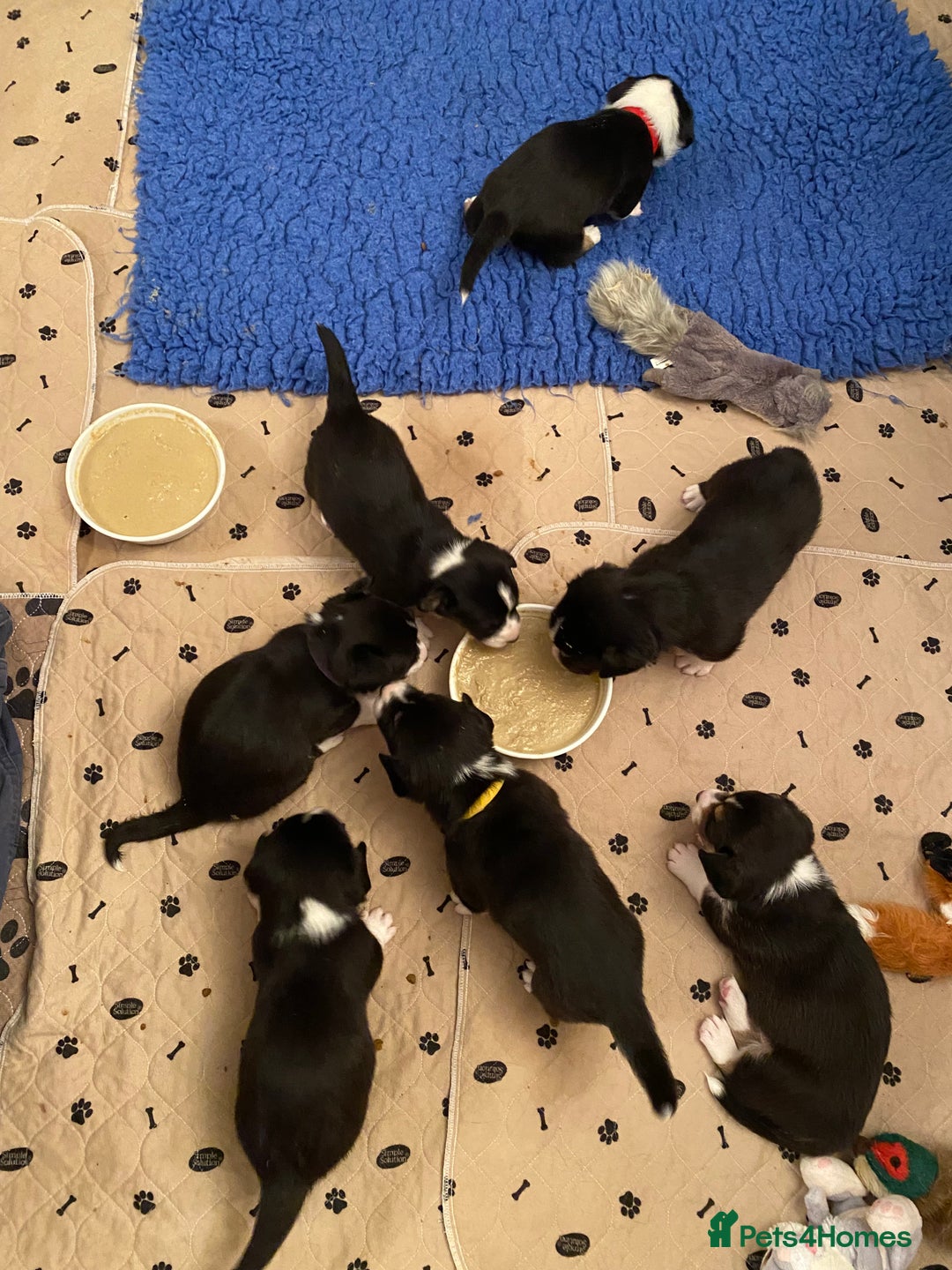 Welsh Corgi Cardigan dogs for sale: WELSH CARDIGAN CORGI BABIES - Advert 27