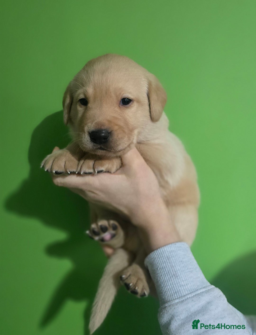Labrador Retriever dogs for sale: Labrador puppies - Advert 17