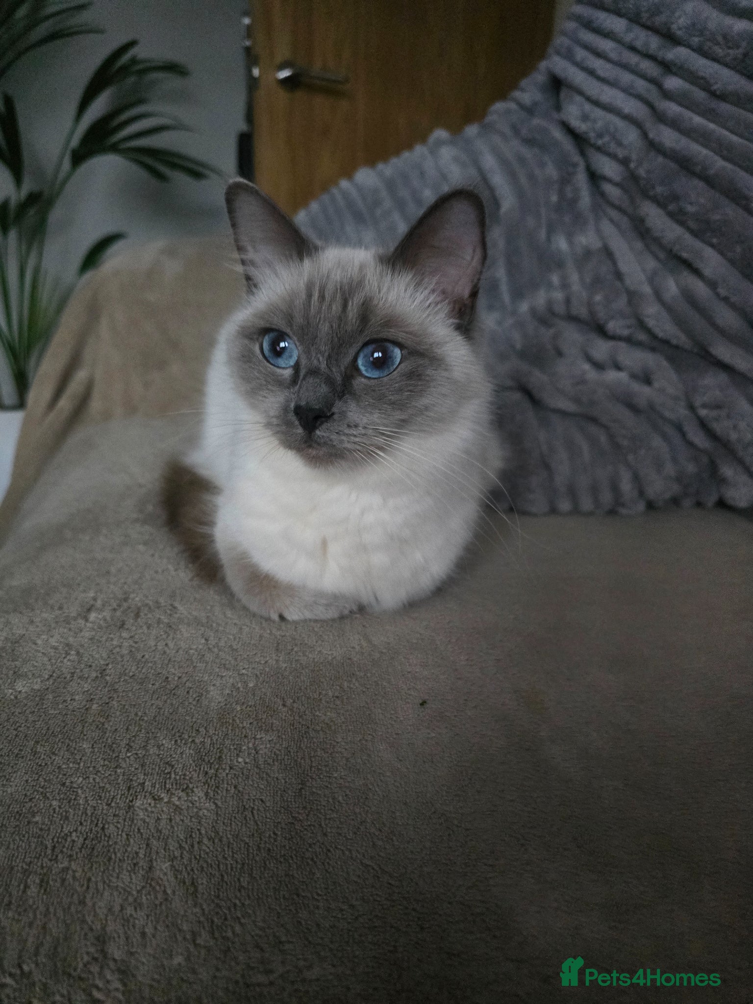 Ragdoll cats Tica Ragdoll kittens! - Advert 2