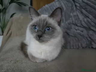 Ragdoll cats Tica Ragdoll kittens! - Advert 1
