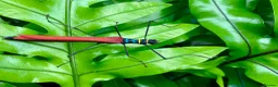 Stick Insects invertebrates for sale: 6x Nymphs of Calvisia Kneubuehleri - Advert 3