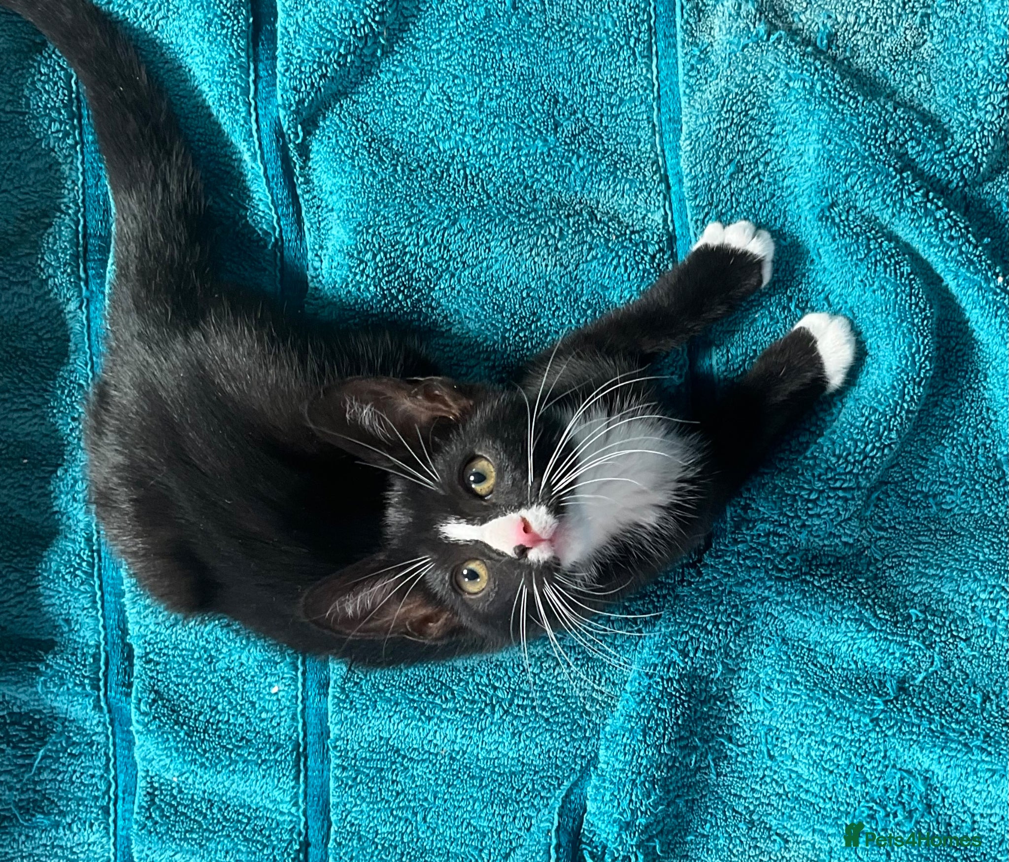 Mixed Breed cats for sale: 2 kittens for sale KT4 - Advert 3