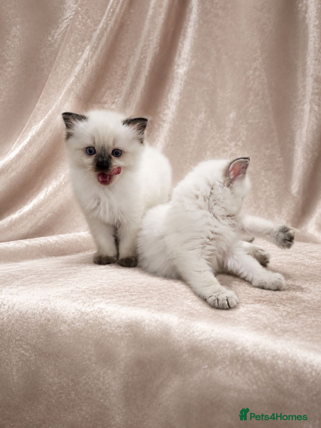 Ragdoll cats Beautiful Ragdoll kittens - Advert 2